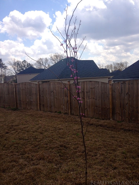 Our red-bud tree. 