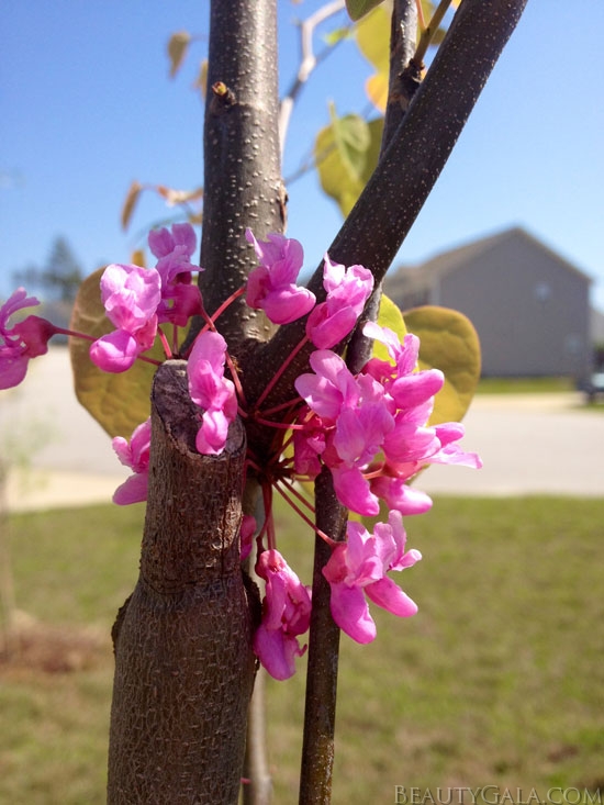 Some of the last red-bud blooms of the season. 